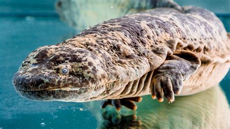 The ancestor of the giant salamander is said to be one of the first vertebrates, who left water and began living on land some 300 million years ago. Giant Salamanders in Prague