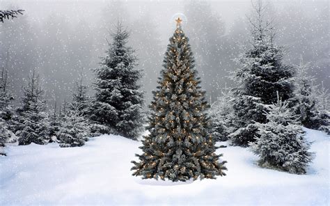 Wallpaper Christmas New Year Christmas Tree Snow Winter Forest