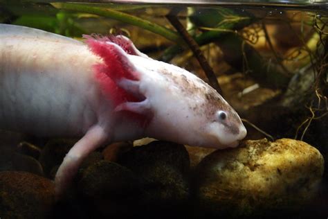 Laxolotl La Salamandre Néoténique Visiter Le Mexique