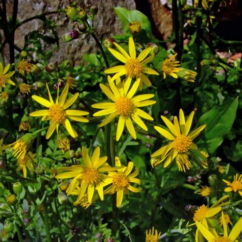 Packera Aurea Golden Or Heartleaf Ragwort