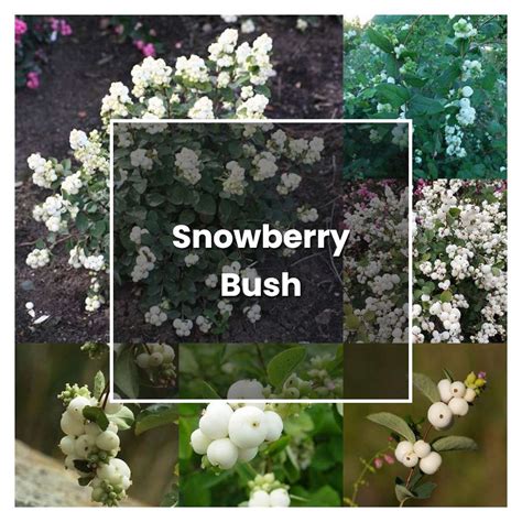 How To Grow Snowberry Bush Plant Care And Tips Norwichgardener