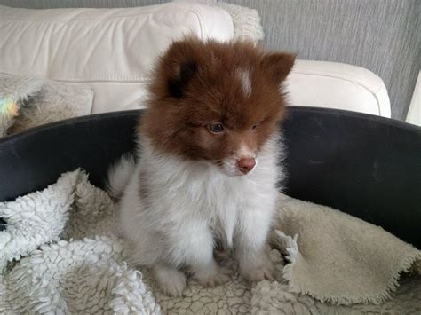 German Spitz Klein Puppy For Sale In Carmarthenshire Gumtree