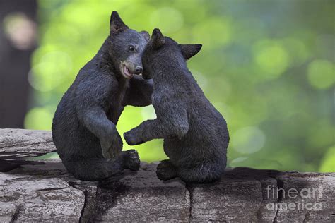 Two Bear Cubs Wrestling On A Rock Photograph By Dan Friend Fine Art