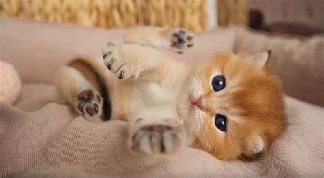 Kitten Has The Cutest Paws Videos Viralcats At Viralcats