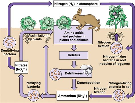 Check spelling or type a new query. Tahapan Proses Daur atau Siklus Nitrogen | simpleNEWS05