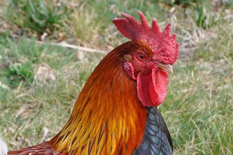 Chicken Wonderings What Is A Wattle On A Chicken 2022