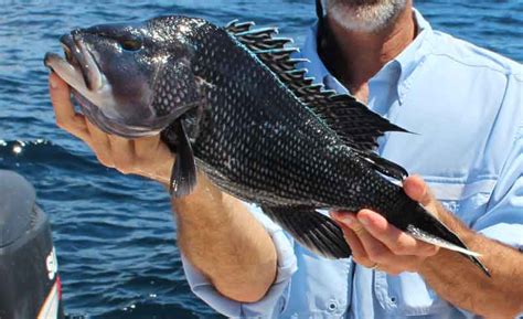 Fishing For Beginners How To Fish For Black Sea Bass Fishtalk Magazine