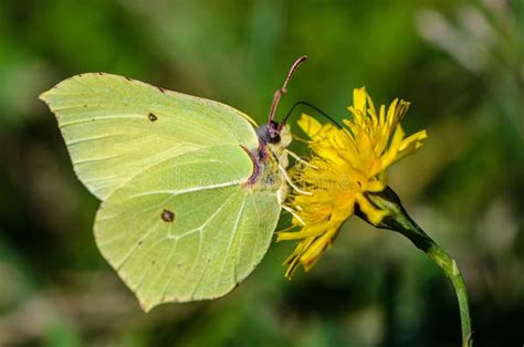 Yellow Butterfly Brimstone Sits On Flower Stock Photo Image Of Macro