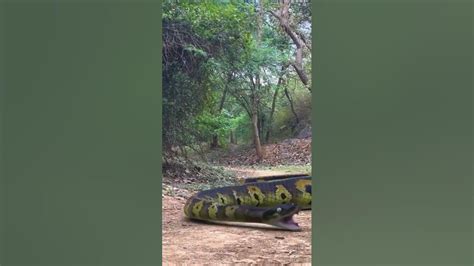 Anaconda Snake In Real Life Hd Anacondas Anaconda Shortfeedspythone