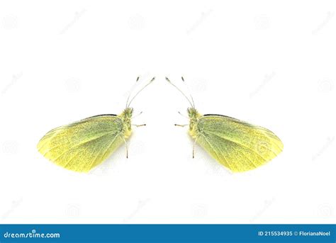 Two Yellow Butterflies Stock Image Image Of Butterfly 215534935