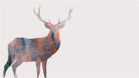 Deer Animal Nature Forest Hd Wallpaper Wallpapers Base