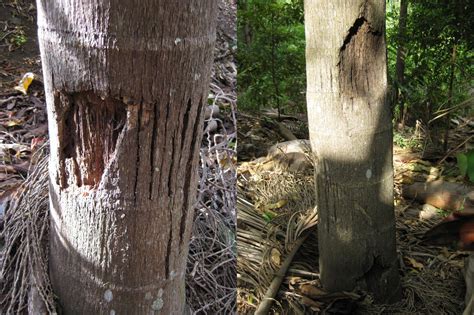 Forum: Bangalow Palm Disease, Can Some Help Identify It???