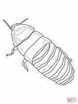 Cockroach Hissing Madagascar Coloring Drawing Clipart Clipground Giant Printable Getdrawings sketch template