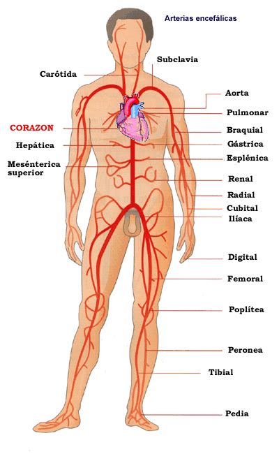 Arterias Arterias Do Corpo Humano Corpo Humano Anatomia Corpo Humano