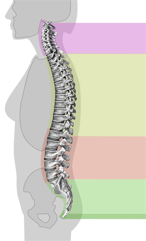 Spine Diagram Quizlet