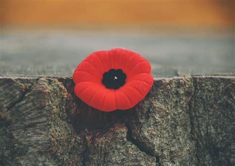 Remembrance Day Pictures