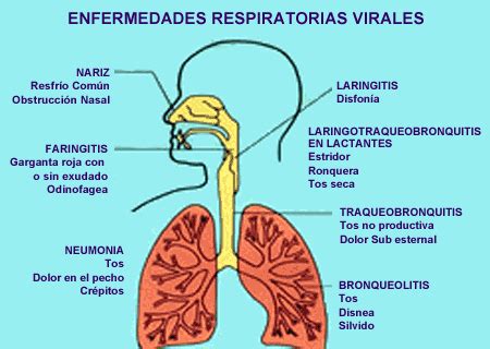 El kinesiólogo tiene un rol muy importante sobre todo en los pacientes. Virus sincicial: sintomas y riesgos | Pediatraldia.cl