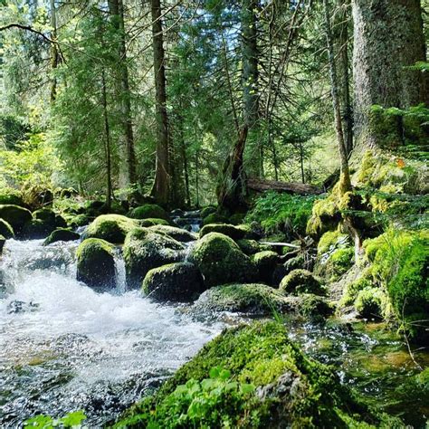 Black Forest Stream Moss Covered Boulders The Stuff Of My Dreams