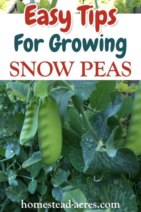 How To Grow Snow Peas Easy Tasty Treat Growing Snow Peas Fall Garden Vegetables Pea Trellis