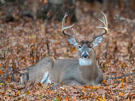 New Whitetail Research That Will Help You Tag Your Buck Outdoor Life