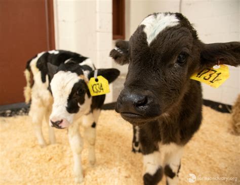 After Transport Accident Lucky Calves Bound For Veal Processing Plant