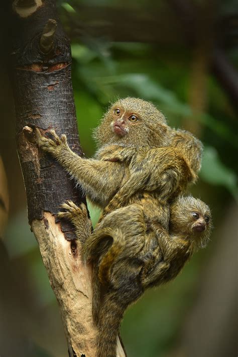 Twins Of The Worlds Smallest Monkeys Have Been Born At Chester Zoo And