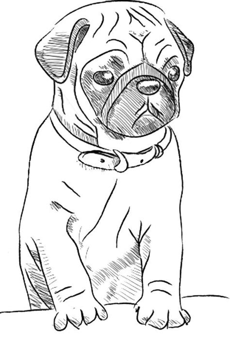 Read related of cute puppy coloring pages. Pug Coloring Pages | Dog drawing simple, Animal drawings ...