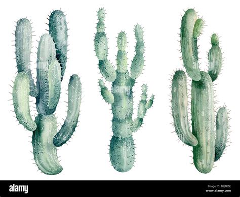 Watercolor Illustration Of Cacti Isolated On White Background Floral