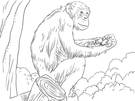 Free Coloring Pages Chimpanzee | K5 Worksheets