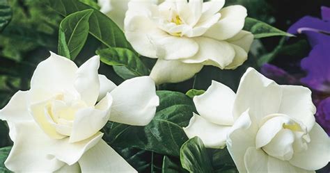 Maybe you would like to learn more about one of these? 17 Most Breathtaking April Flowers That in Season ...