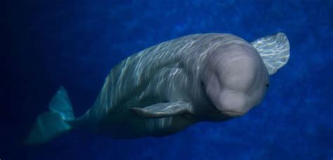 Rare Beluga Whale Spotted In Thames Near Tilbury Heart Essex