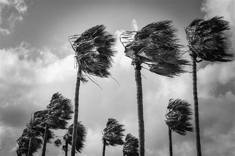 Hd Wallpaper Palm Trees Wind Windy Weather Nature Hurricane