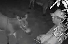 sex having man caught donkey animal family footage cctv pet