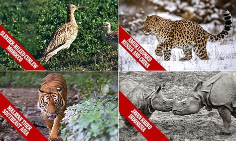 See Them Before They Go Animals On The Edge Of Extinction Daily Mail