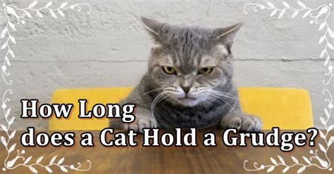 6 Things About How Long Does A Cat Hold A Grudge 2024