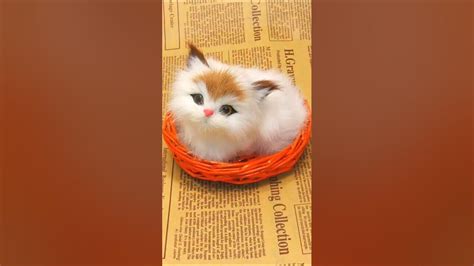 Cuteness Overload The Cutest Kitten Ever🥺🥺 Petslovemyanimals