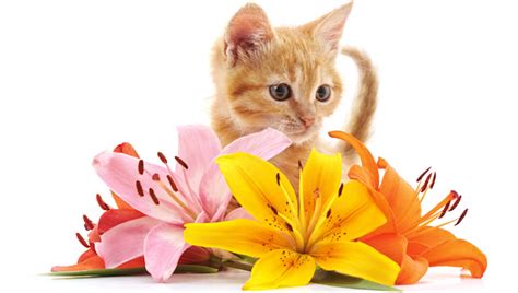 Live cut flowers have a limited life. Easter Safety: Lilies Are Dangerous For Cats! Here's What ...