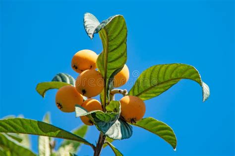 Ripe Loquat Fruits On The Tree With Green Leaves Stock Image Image Of