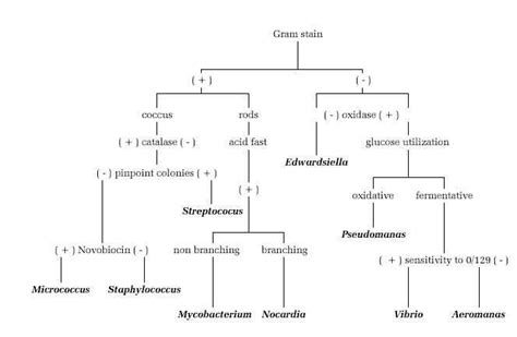 Flow Chart Microbiology Microbiology Lab Flow Chart