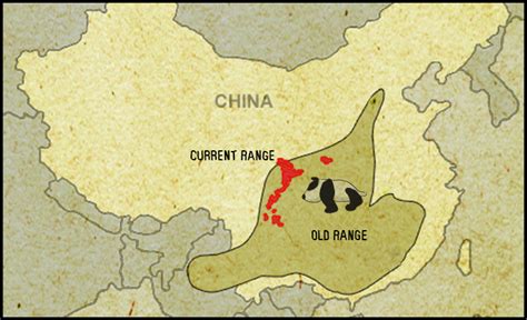 Giant Panda Untamed Science