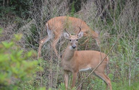 White Tailed Deer With Covid 19 Antibodies News About Energy Storage