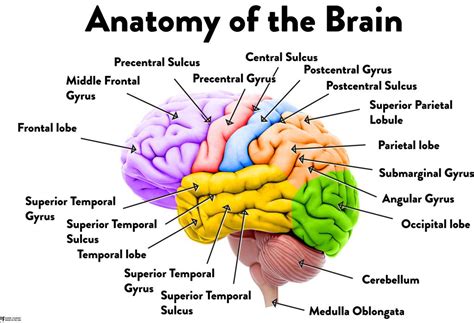 Human Brain Anatomy Regions Labeled Educational Chart Mural Poster