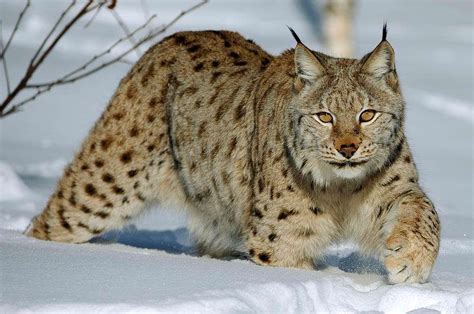 Image Result For Lake Baikal Animals Lynx Boréal Eurasian Lynx Most