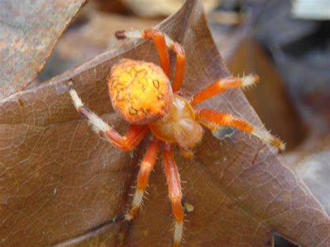 Follow The Orange Blazes Or The Orange Spiders Orange Spider Spider