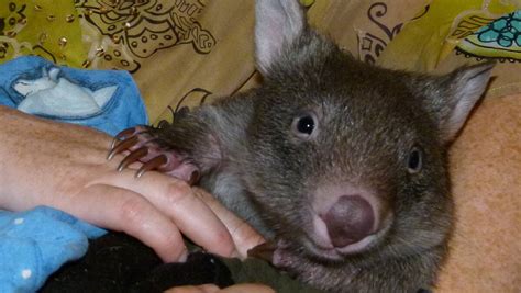 Baby Wombat Gets Rescued By Truckdriver Lithgow Mercury Lithgow Nsw