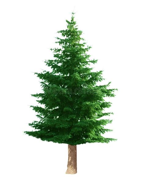 Pine Tree Stock Photo Image Of Green Descriptive T 5481090