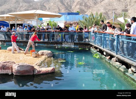 Israel Eilat The Underwater Observatory Built Over A Coral Reef Stock