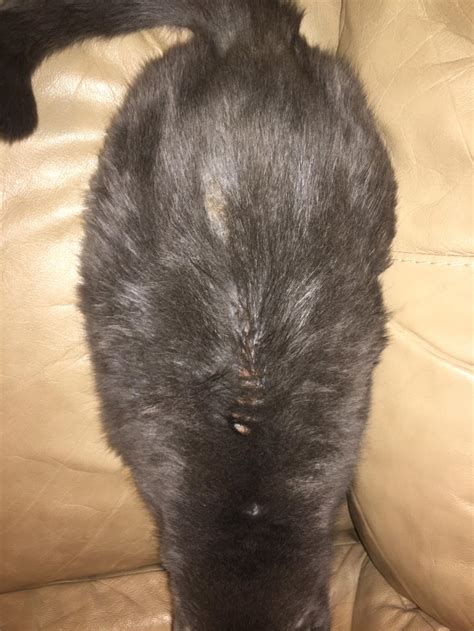 Hi My Cat Is About 11yo And Has Been Over Grooming And Pulling Her