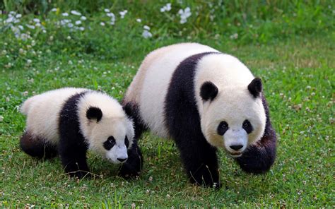 Panda Hd Images Free Download Bing Image Of The Day Bodenswasuee