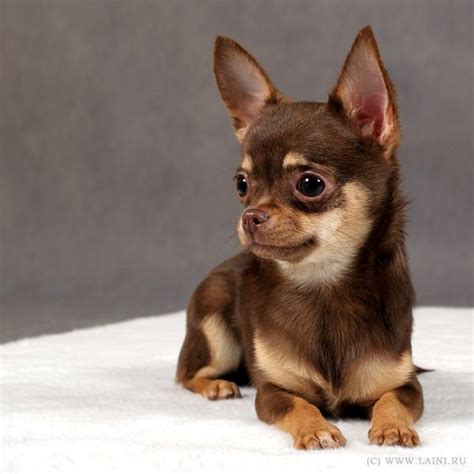 Chocolate tri coloured chihuahua puppy cute puppy smooth coat. Pin on FCI Group 9 - Toys & Companions